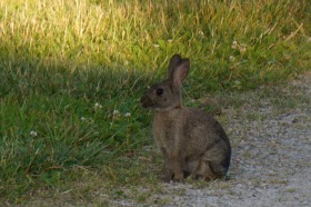 Ours bunny